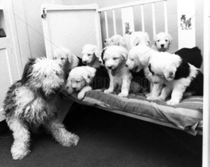 Old English sheepdog and puppies  March 1974.