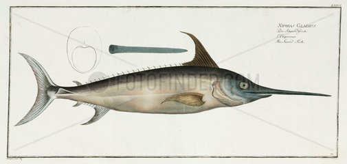 ‘The Sword-Fish’  1785-1788.