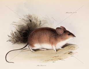 Darwin’s mouse  c 1832-1836.