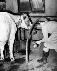 Dairymaid spraying the feet of a cow  6 May