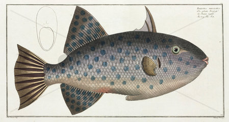 ‘The long File-Fish’  (Spotted oceanic triggerfish)  1785-1788.