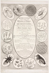 ‘Microcosm: A Grand Display of the Wonders of Nature’  c 1827.