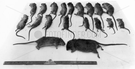 Rats killed at Paddington Station  London  9 November 1921.