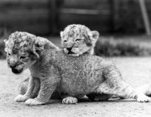 Lion cubs  Windsor Safari Park  May 1988.
