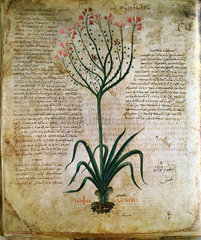 Asphodel. An illustration from the Dioscori