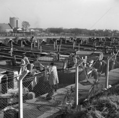 Canal barges at Bulls Bridge lay by  Southall  London  1950.