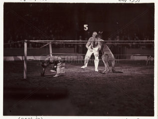 Boxing kangaroo  c 1936.
