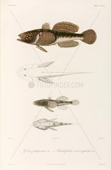 Two types of goby  Black Sea  1837.