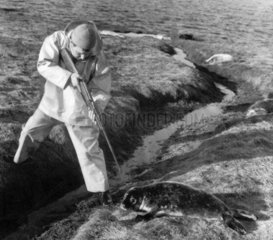 Seal culling  Orkney Islands  November 1969.