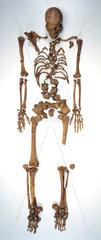 Skeleton of Bleadon Man  1997.