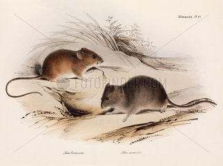 Two types of mouse  South America  c 1832-1836.