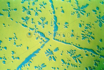Copper zinc binary alloy. Light micrograph