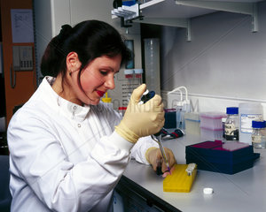 Setting up a polymerase chain reaction (PCR)  Institute of Child Health  London  May 2000.