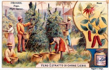 Picking black pepper  Italian Liebig trade card  c 1900.