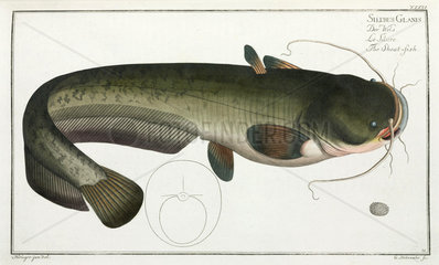 ‘The Sheat-fish’  (catfish)  1785-1788.