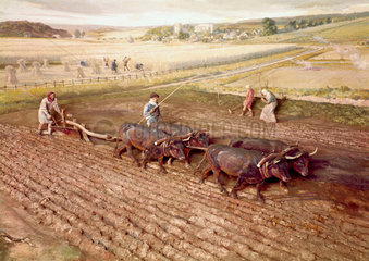 Medieval ploughing  14th century.