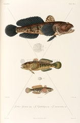 Three types of goby  Black Sea  1837.