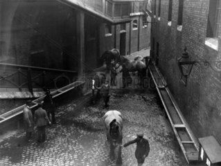 Dray horses in the Mint Stables at Paddingt