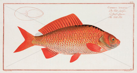‘The Gold-Fish’  1785-1788.