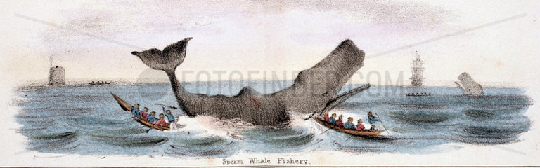 'Sperm Whale Fishery'  c 1845.