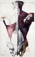 Muscles of the human back  c 1859.