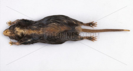Freeze dried sex-determined mouse  1992.