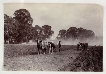 'Ploughing and Burning'  c 1890.