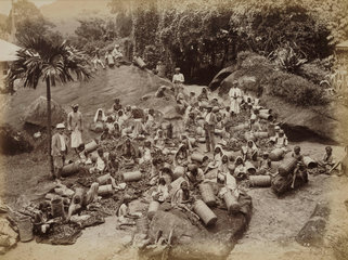 Tea pluckers sorting out coarse tea leaves  Ceylon  c 1870.