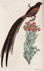 Crossbill and tropical flower  1776.