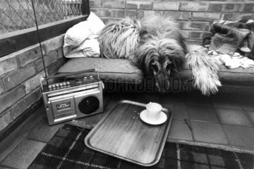 Wally the Afghan hound in a ‘Doggie Exclusive Hotel’  December 1980.