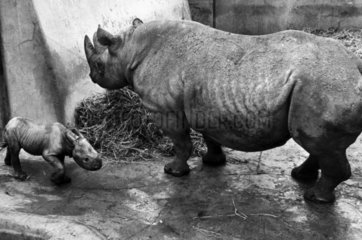 Black rhino and baby  February 1971.