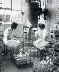 Manufacturing penicillin  18 December 1943.