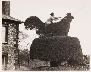 Woman trimming a topiary chicken  9 March 1933.