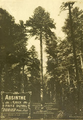 Absinthe Duval and pine forest  c 1900.