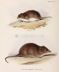 Two types of rodent  c 1832-1836.