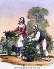 'Gathering Mulberry Leaves'  c 1845.