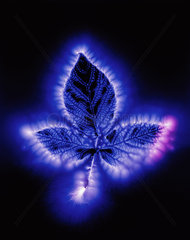 Kirlian photograph of a bramble leaf.