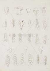 Animal skulls  jaws and teeth  c 1832-1836.