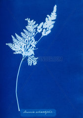 Cyanotype of Pine Fern  1853.