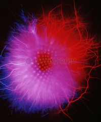 Kirlian photograph of a thistle.