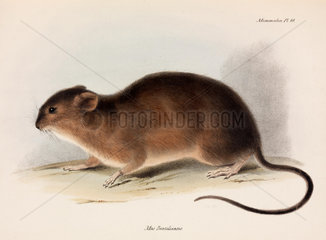 Rat  South America  c 1832-1836.