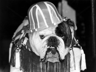 Bulldog with Union Jack hat  1980s.