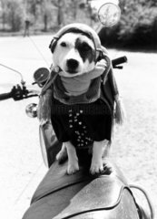 Dog on a motorbike  c 1980s.
