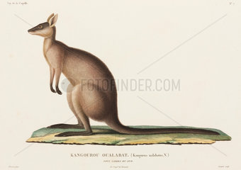 Kangaroo  New South Wales  Australia  1822-1825.