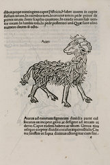 The constellation of Aries  1488.