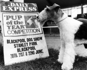 Dog with dog show poster  Blackpool  1972.