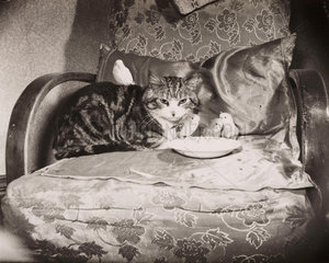 Cat and budgerigars  2 May 1954.