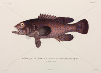 Blue spotted grouper  Bora-Bora  (French Polynesia)  1822-1825.