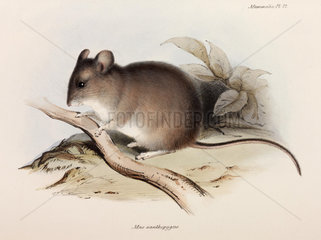 Mouse  c 1832-1836.