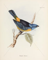 Blue and yellow tanager  South America  c 1832-1836.